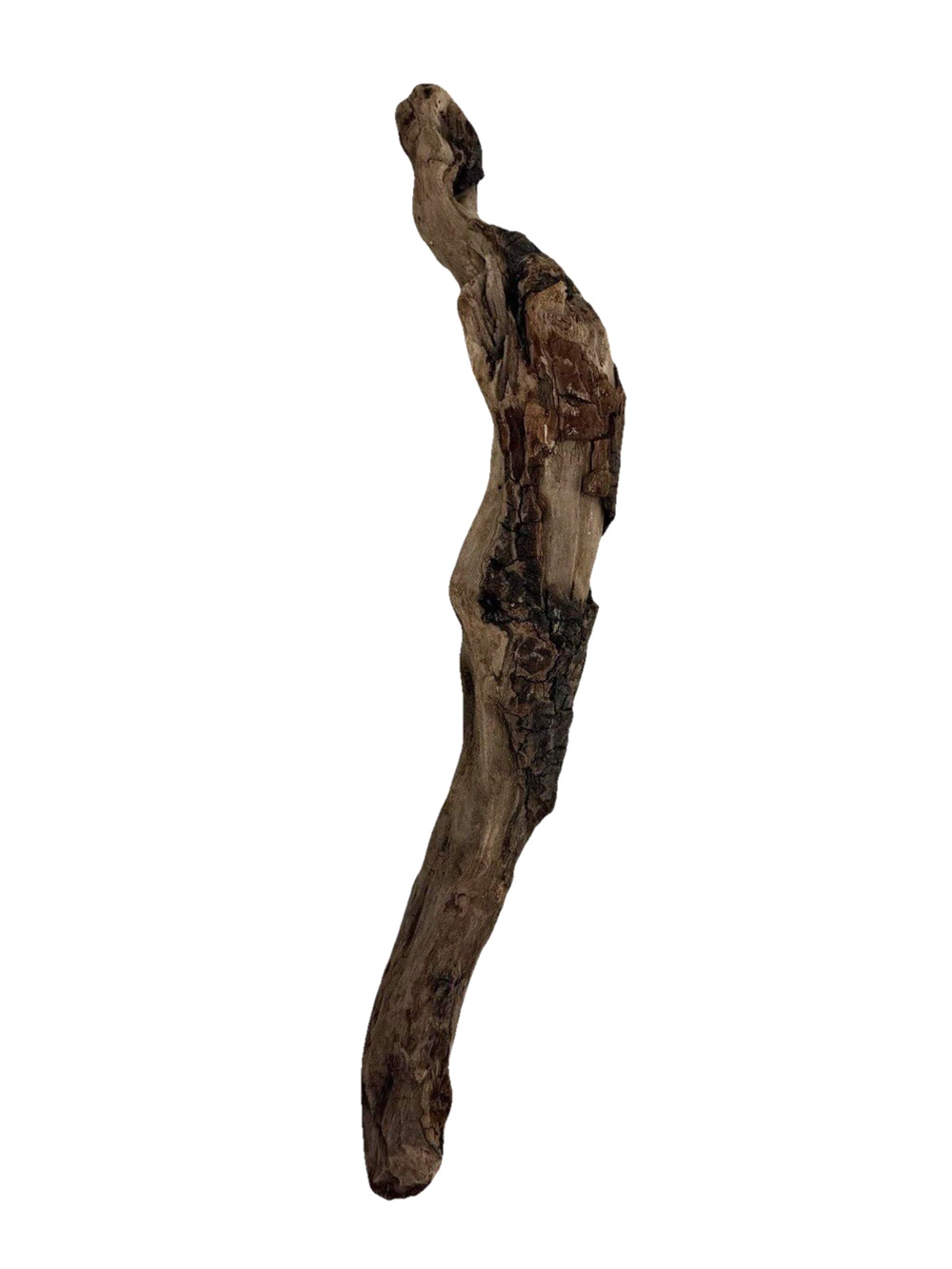 Curved California Coast Driftwood Branch – Sinuous Form 19” Natural Wood